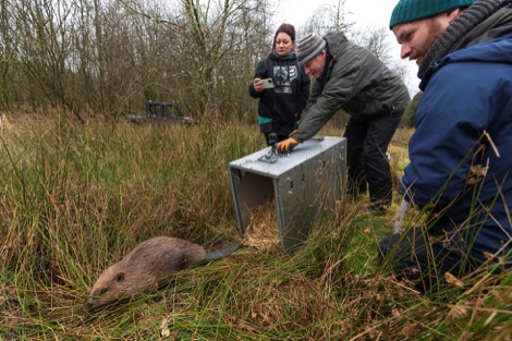 Beaver release at Argaty